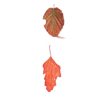 feuilles illustration botanique watercolor botanical art dessin aquarelle realistic 