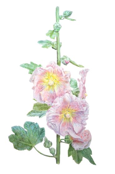 Delicate pink hollyhock flowers with green leaves on a white background.
