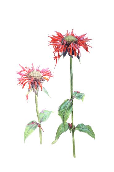 Two red flowers with green leaves on white background.