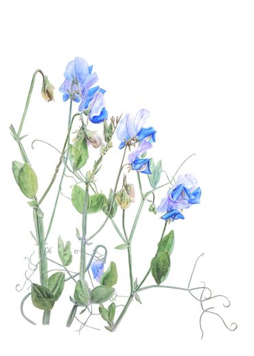 Delicate blue sweet pea flowers with green leaves on white background.