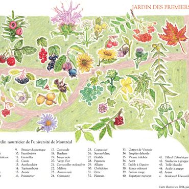 carte dessinée, illustration botanique, crayon de couleur, botanical illustration, illustratrice