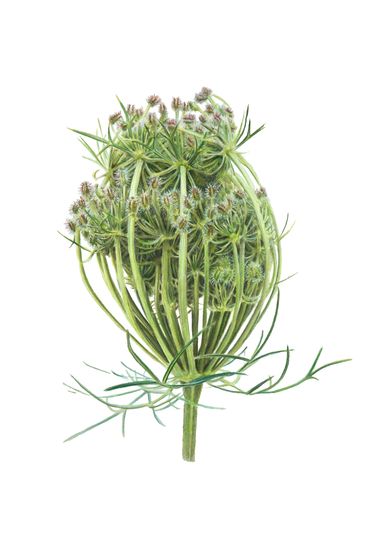 Close-up of a green Queen Anne's lace flower cluster on white background.