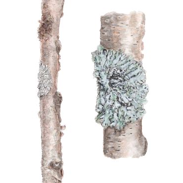 illustration botanique branche de bouleau aquarelle watercolor painting nature drawing