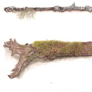 illustration botanique mousse nature branche watercolor illustration nature aquarelle réaliste