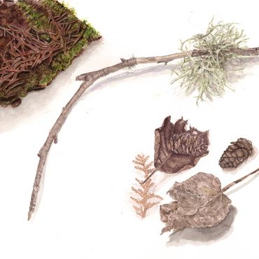 illustration botanique, aquarelle botanique, dessin, illustrateur, illustratrice. dessin de nature
