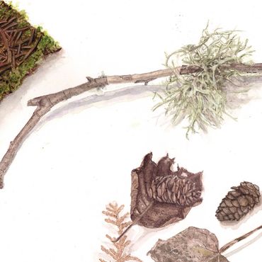 illustration botanique, aquarelle botanique, dessin, illustrateur, illustratrice. dessin de nature