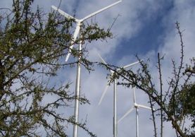 Looking up past branches of walnut trees to see the blades of three towering wind generators.