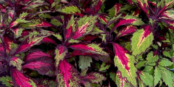Colorful coleus plant leaves with vibrant red and green patterns.