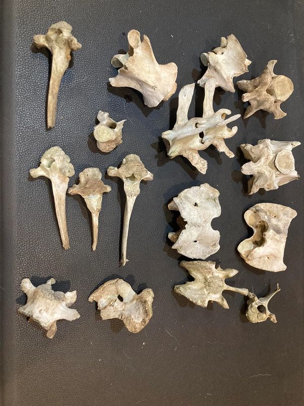 Assorted vertebrae