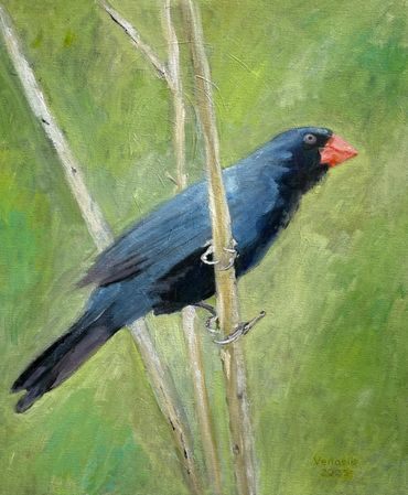 Gray Slated Grosbeak, 2025, oil on painting, 24x20x1.5 in. *private collection