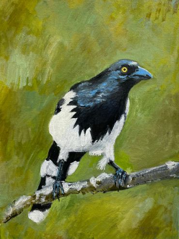 Magpie Tanager, 2025, oil on canvas, 24x18x1.5 in. *private collection