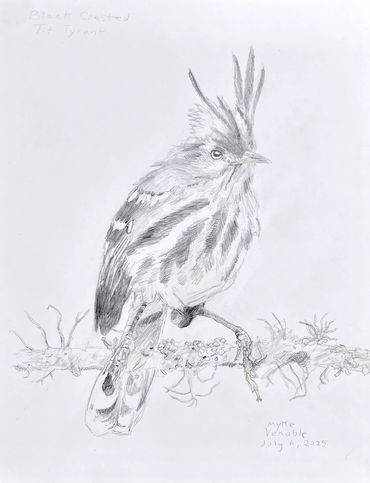 Black Crested Tit, 2025, graphite and color pencil on paper, 14x11 in. 