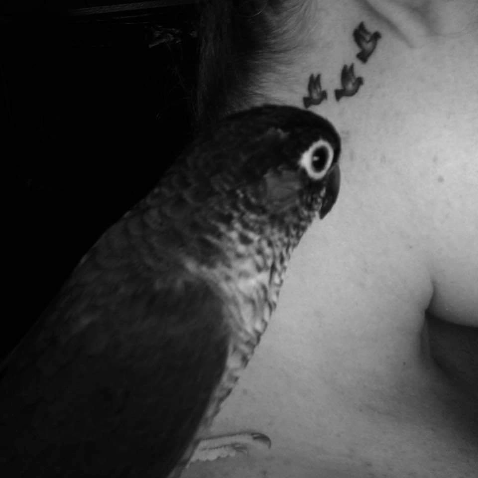 Feathered Friends Bird Boarding