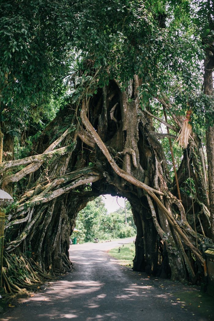 Tree with Large roots that form an arch in the walk way