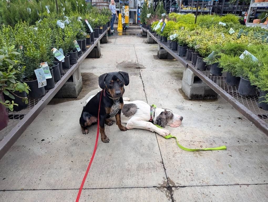 Two dogs resting beside garden-center plant displays during real-world training with Paws and Effect