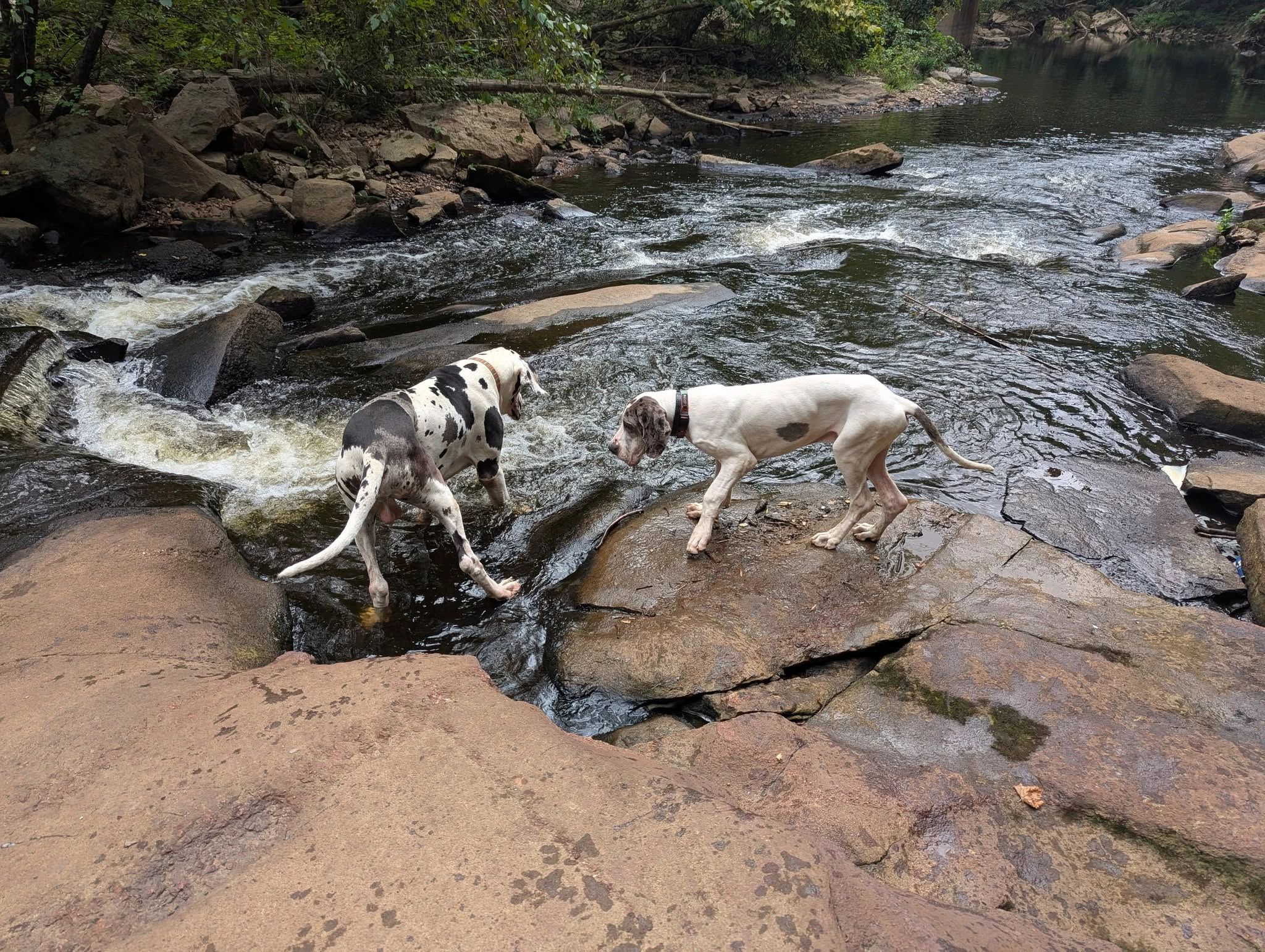 Dogs exploring beside an outdoor stream during an outing with Paws and Effect RVA.