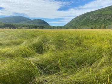 Great Meadow, Acadia National Park. NPS Photo.