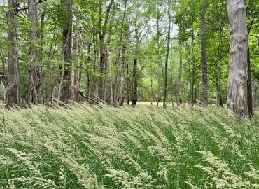 Grass blowing at Sieur de Monts, Acadia National Park. Photo: Kathryn Odell-Hamilton.