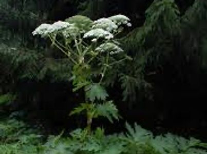 Giant Hogweed