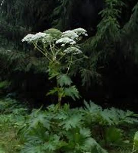 hogweed