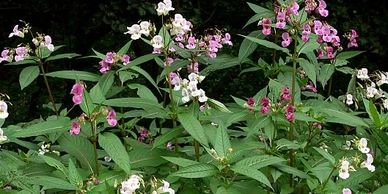 plants with flowers