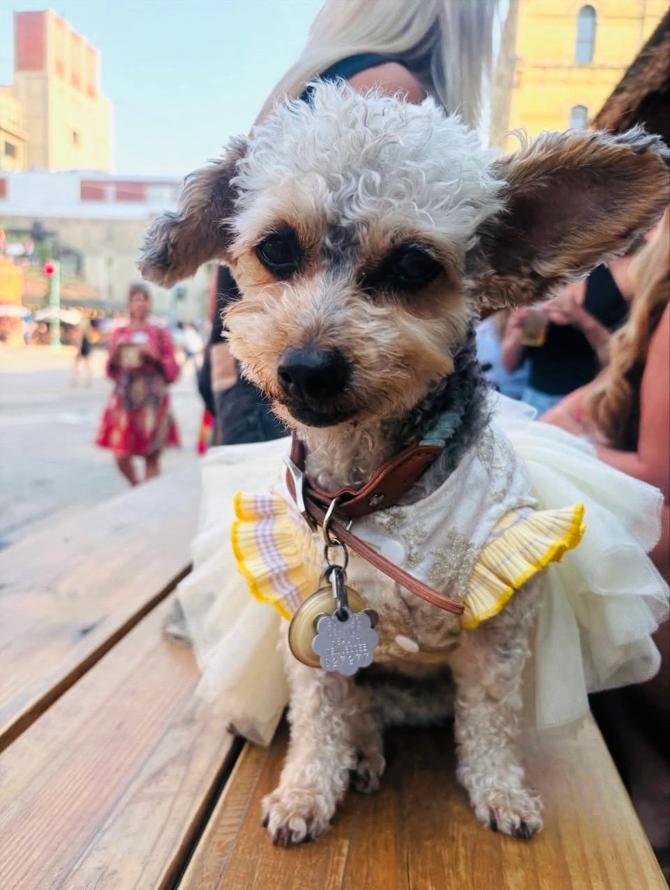 Pirata/photo courtesy of @dondeeslapirata on Instagram Captain life captain's dog become a captain