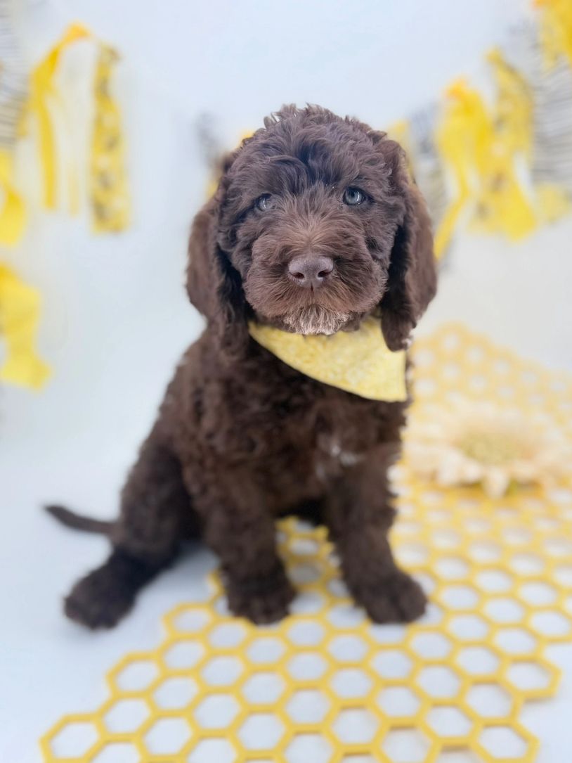 Adorable fluffy brown puppy wearing a yellow bandana.