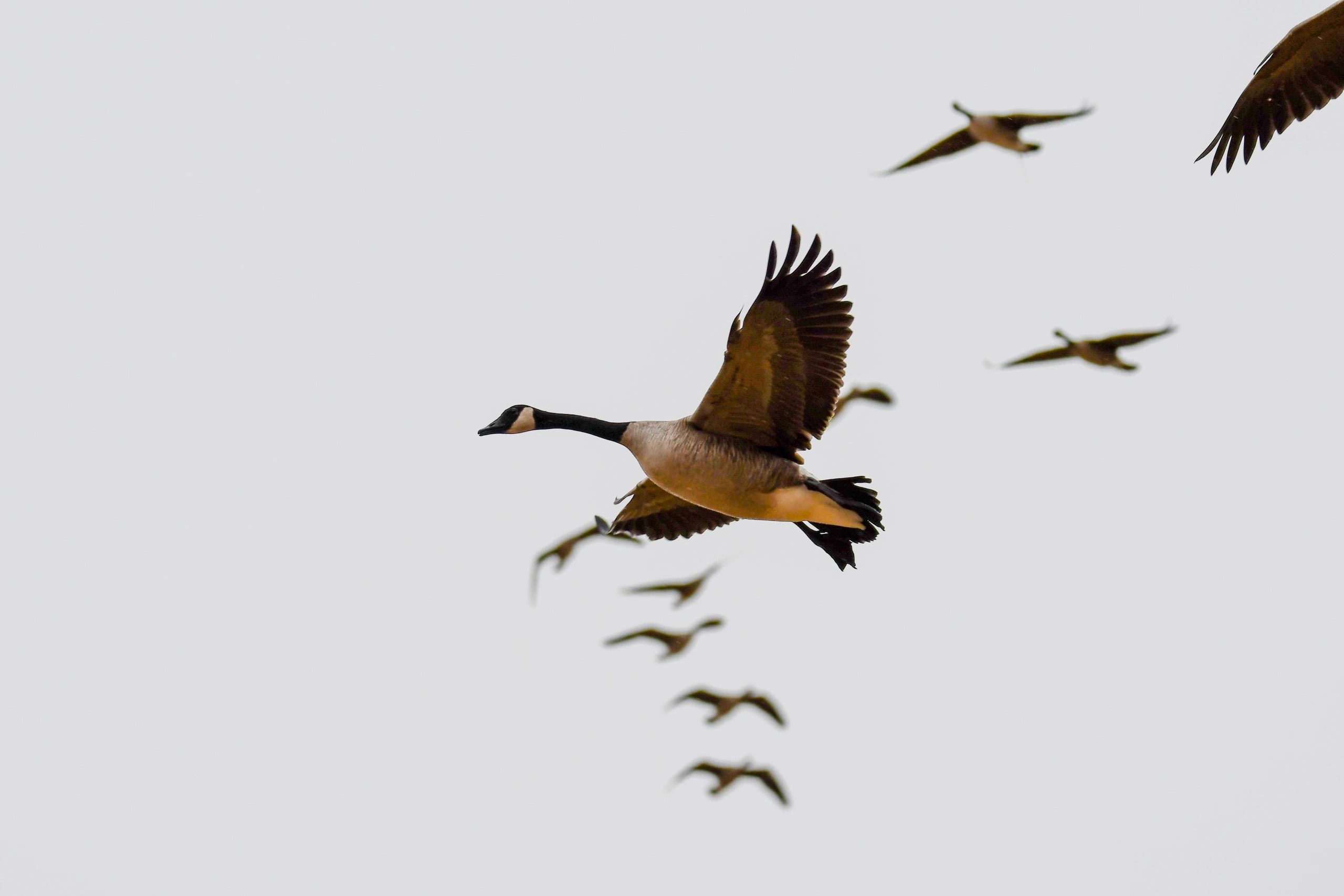 Kansas Hunting Guides and Outfitters Kansas Plains