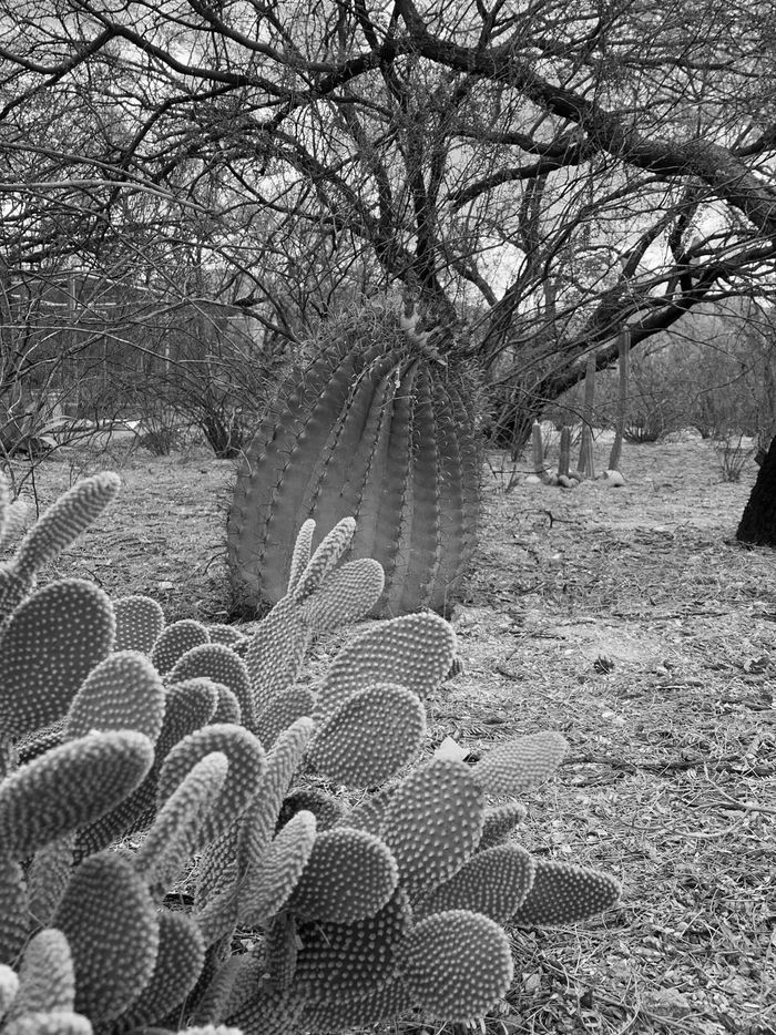 High Desert Tucson Arizona
PC Diana Gabriel
