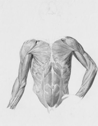 Drawing of under-skin muscles in the torso and arms.