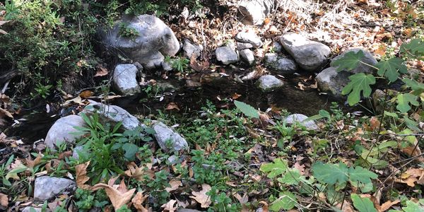 Rocks and leaves next to a small stream. 