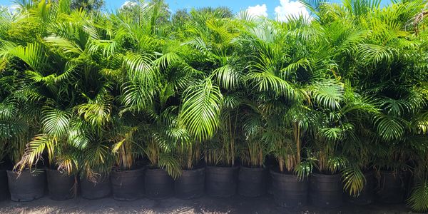 high quality areca palm for hedge or fence