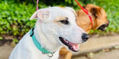 Pitbull Dog Rehabilitation 