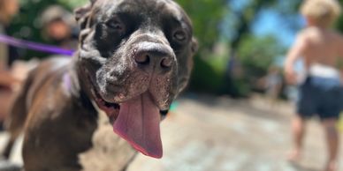 Pitbull Dog Training 