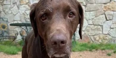 Chocolate lab dog boarding 