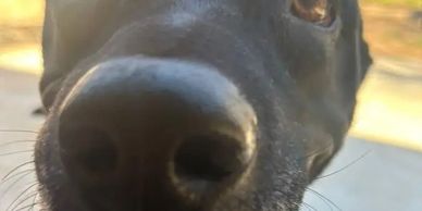 Dog smiles