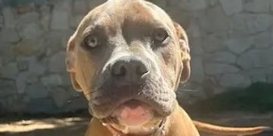 Pit puppy training
