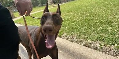 Doberman pincher dog training 