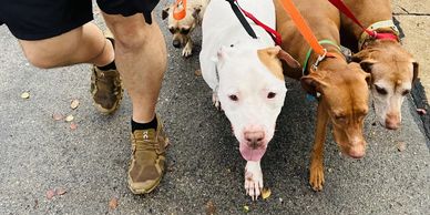 Pack walk