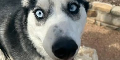 Siberian Husky dog boarding 