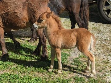 Iona Farms Copper Mine is a half brother to AMHA World Top Three winner Iona Farms Exclusively Mine.