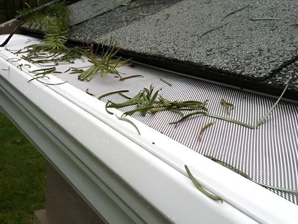 Gutter with mesh guard trapping pine needles and debris.