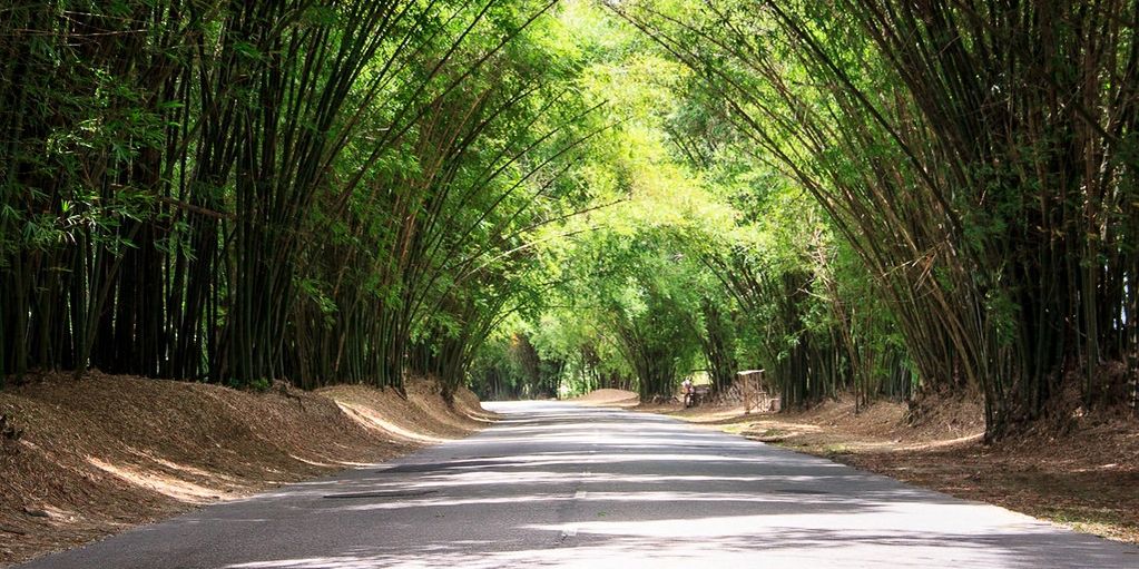 Holland Bamboo Grove St. Elizabeth. Jamaica Tours and Excursions. Get There Tour