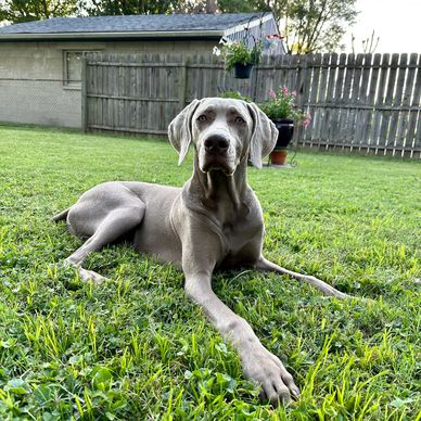 TRACE Dog