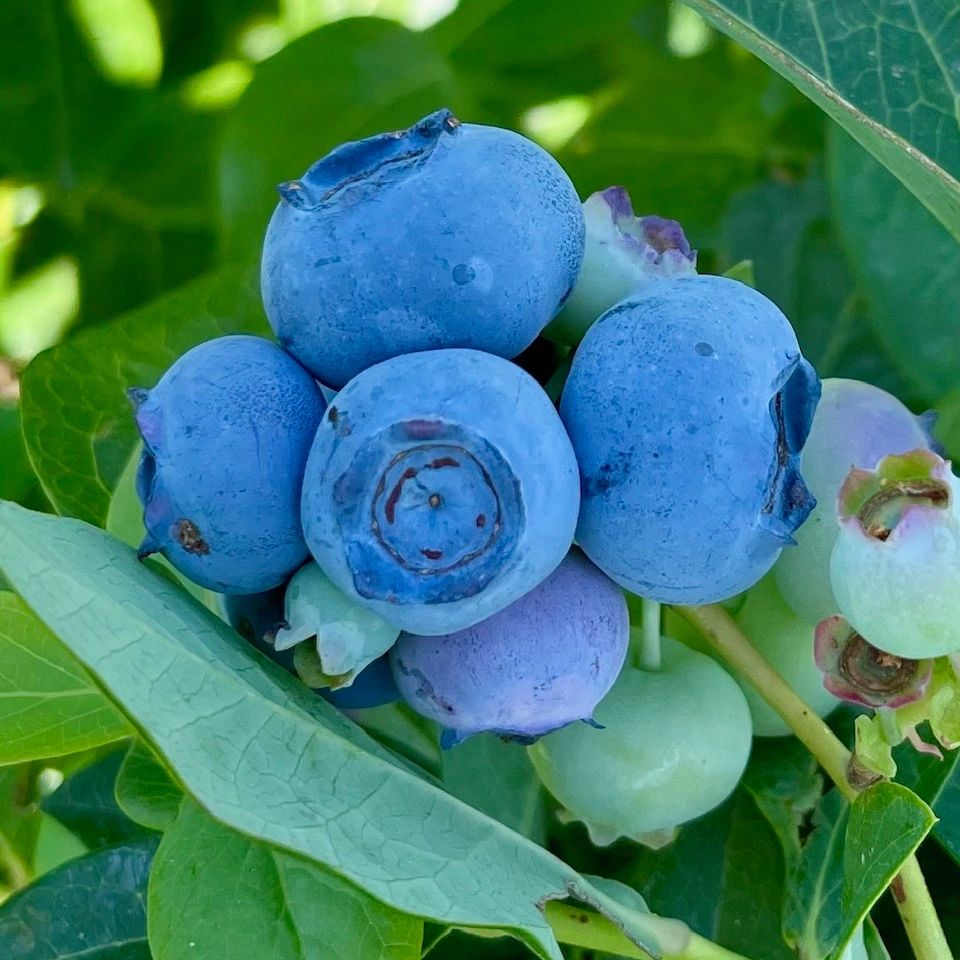 Spartan blueberries, July 4