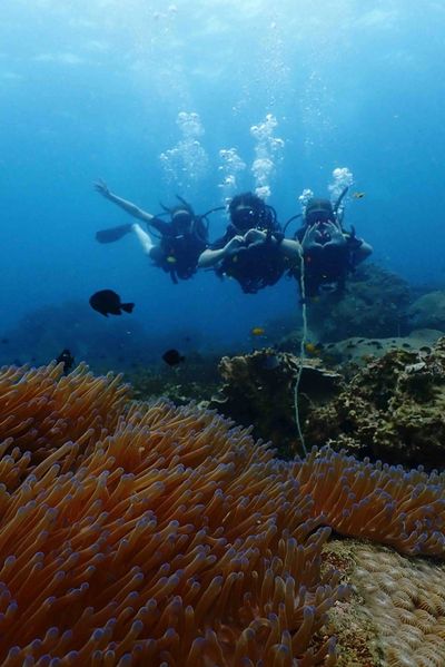 Three scuba divers underwater near coral and marine life during scuba diving courses 