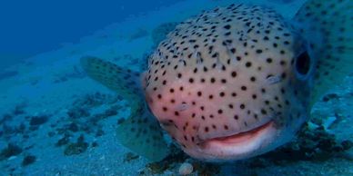 steve the famous puffer fish on TikTok , in Koh Tao Thailand 