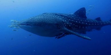 big whale Shark during a dive in Koh Tao Thailand 