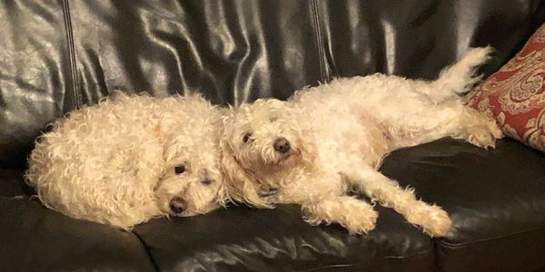 Our mini labradoodle moms