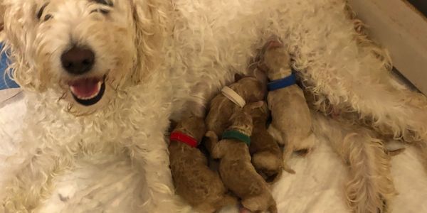 Rachel with her litter